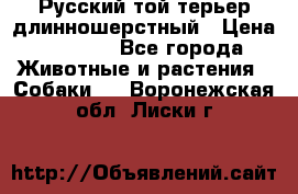 Русский той-терьер длинношерстный › Цена ­ 7 000 - Все города Животные и растения » Собаки   . Воронежская обл.,Лиски г.